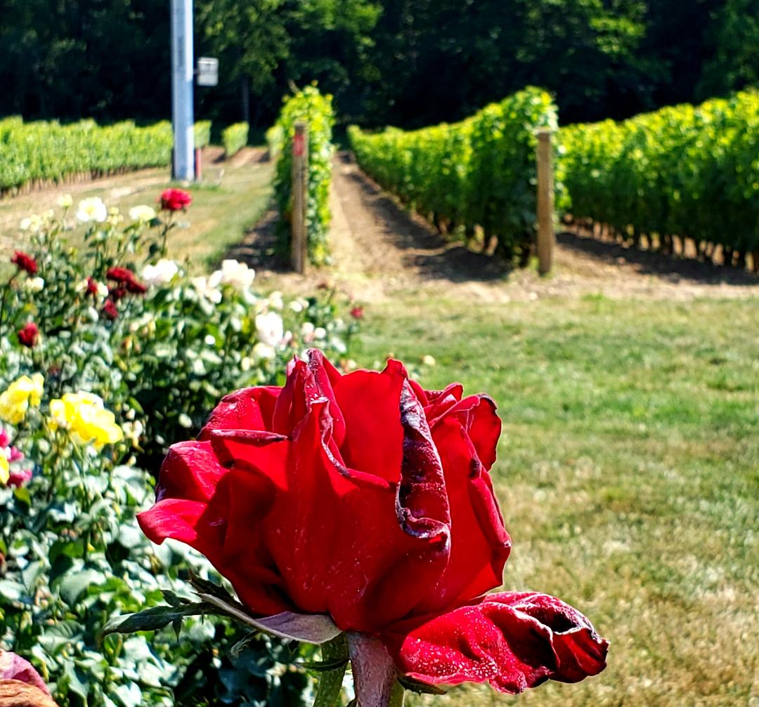 A vineyard and garden in the Niagara-on-the-lake region