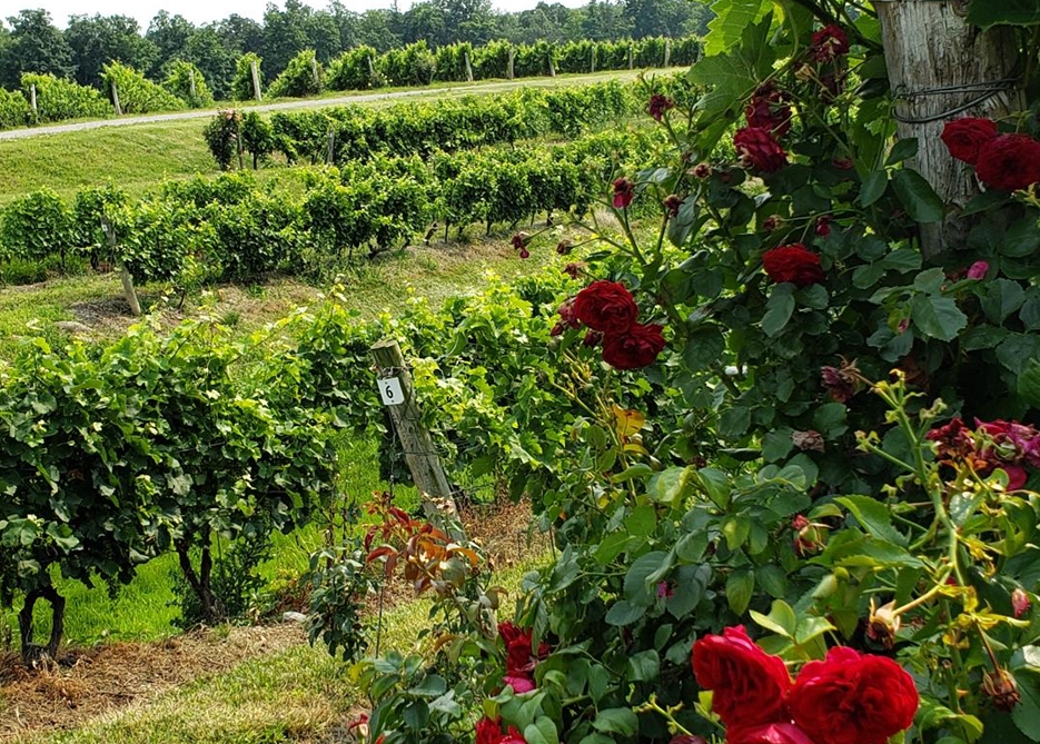 Kacaba vineyard with flowers
