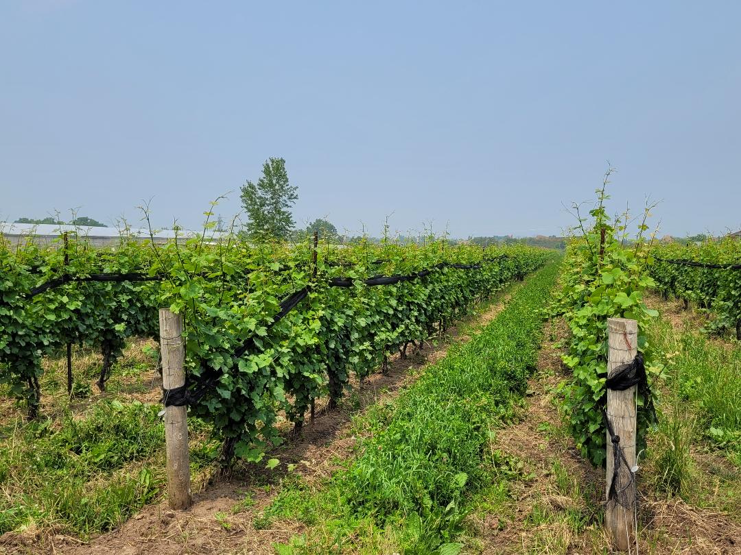 The Senchuk Vineyard at Leaning Post Wines