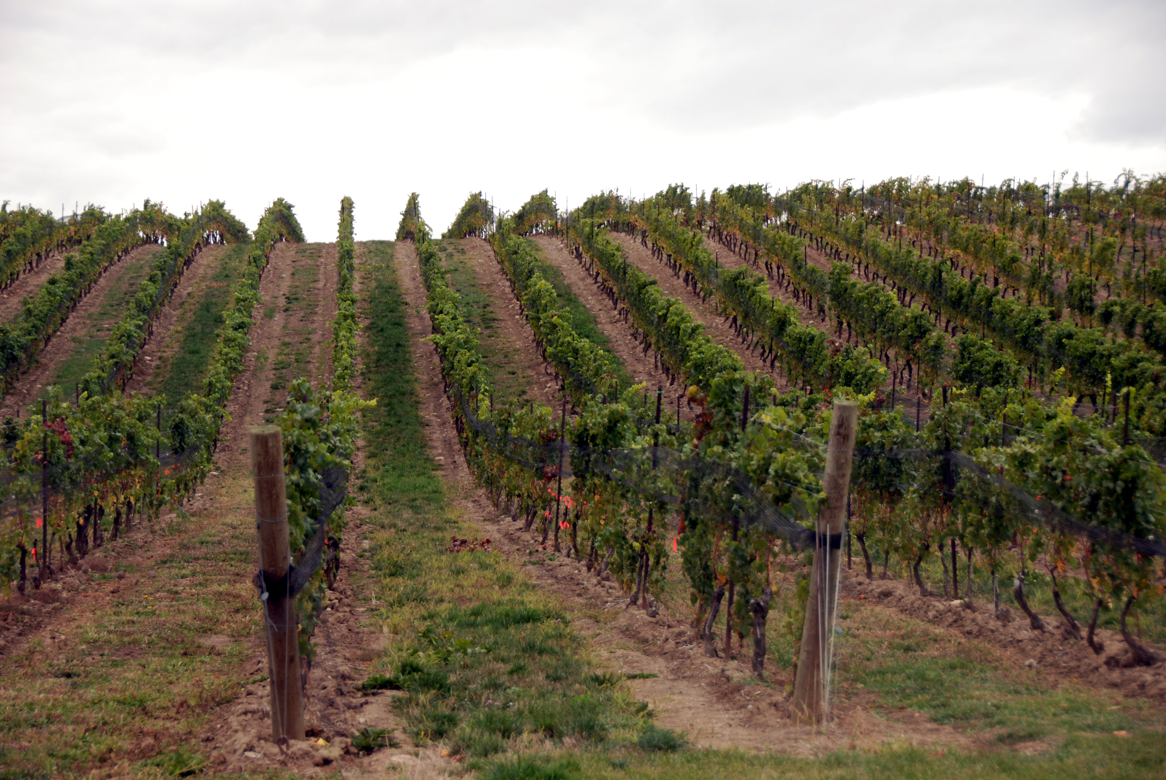 Megalomaniac vineyard