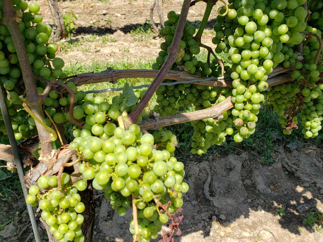 Grapes at Two Sisters Winery